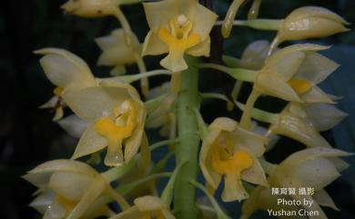 Styloglossum formosanum 臺灣根節蘭