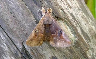 Ommatophora luminosa Stoll, 1780 瞳夜蛾