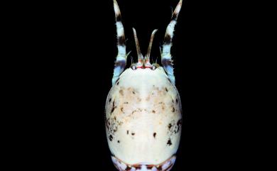 Hippa marmorata (Hombron & Jacquinot, 1846) 大理石蟬蟹