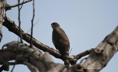 Accipiter trivirgatus formosae 鳳頭蒼鷹