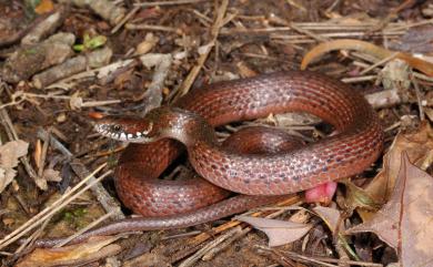 Hebius sauteri (Boulenger, 1909) 梭德氏游蛇