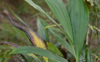 Paraphaius flavus (Blume) J.W. Zhai, Z.J. Liu & F.W. Xing 黃鶴頂蘭