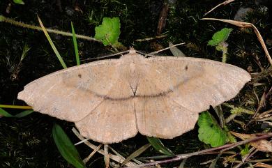 Chorodna ochreimacula Prout, 1914 黃枯尺蛾