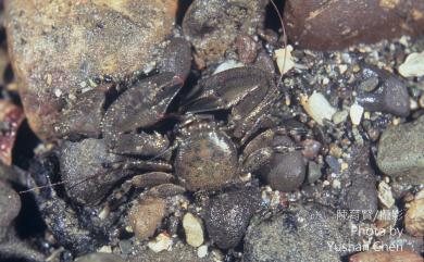 Petrolisthes hastatus Stimpson, 1858 矛形岩瓷蟹