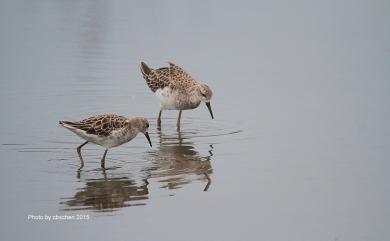 Calidris pugnax (Linnaeus, 1758) 流蘇鷸