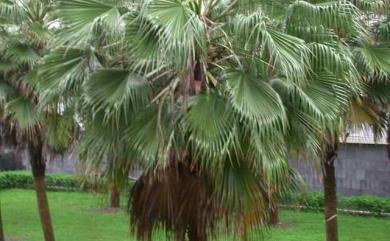 Washingtonia filifera 華盛頓椰子