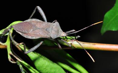 Mictis serina Dallas, 1852 黃脛巨緣椿象