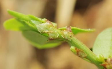 Phyllanthus ussuriensis Rupr. & Maxim. 蜜甘草