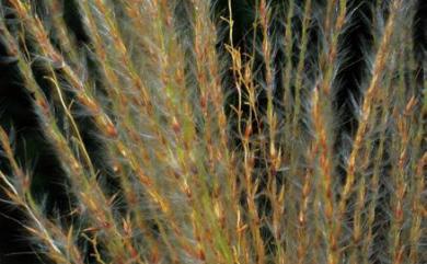 Miscanthus floridulus (Labill.) Warb. ex K.Schum. & Lauterb. 五節芒