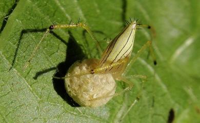 Meotipa argyrodiformis (Yaginuma, 1952) 小高金姬蛛