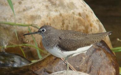 Tringa ochropus Linnaeus, 1758 白腰草鷸