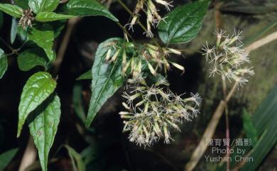 Eupatorium clematideum var. clematideum (Wall. ex DC.) Sch.Bip. 田代氏澤蘭