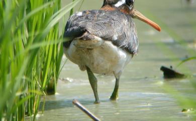 Rostratula benghalensis (Linnaeus, 1758) 彩鷸