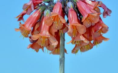 Kalanchoe delagoensis 洋吊鐘