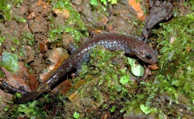 Hynobius fucus Lai & Lue, 2008 觀霧山椒魚