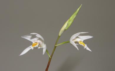 Bletilla formosana (Hayata) Schltr. 臺灣白及