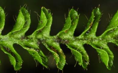 Calymmodon gracilis 疏毛荷包蕨