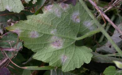 Cercosporella thladianthae R.Kirschner 青牛膽小尾孢菌