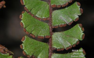 Adiantum malesianum 馬來鐵線蕨