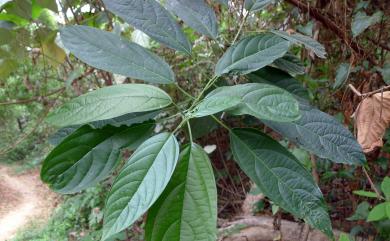 Clerodendrum cyrtophyllum 大青