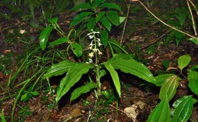 Cephalantheropsis dolichopoda (Fukuy.) Lin, 2014 白花肖頭蕊蘭