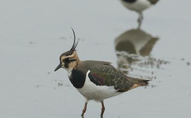 Vanellus vanellus (Linnaeus, 1758) 小辮鴴