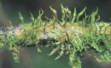 Aptychella robusta (Broth.) M.Fleisch. 大竹苔