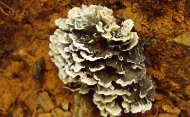 Thelephora fuscella 棕色革菌