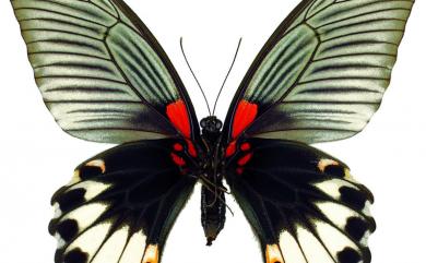Papilio agenor heronus Fruhstorfer, 1902 大鳳蝶