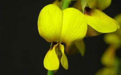 Crotalaria trichotoma Bojer 南美豬屎豆