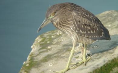 Nycticorax nycticorax nycticorax (Linnaeus, 1758) 夜鷺