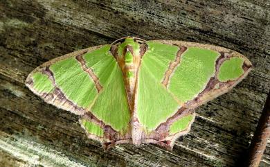 Agathia magnificentia Inoue, 1978 大艷青尺蛾