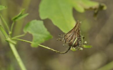 Hibiscus surattensis L. 刺芙蓉