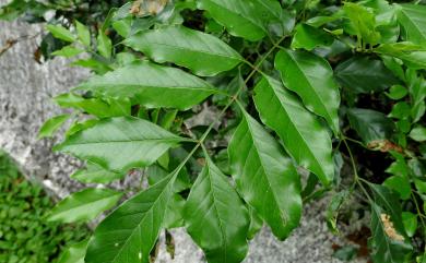 Fraxinus griffithii 白雞油