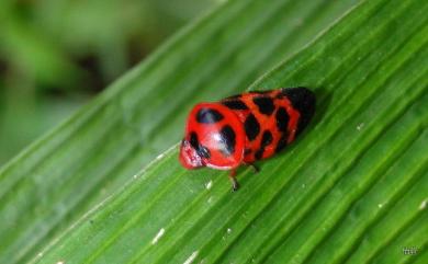 Cosmoscarta bispecularis White, 1844 帶斑麗沫蟬