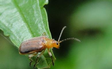 Galerucella grisescens (Joannis, 1866) 蓼絨螢金花蟲