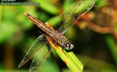 Brachythemis contaminata (Fabricius, 1793) 褐斑蜻蜓