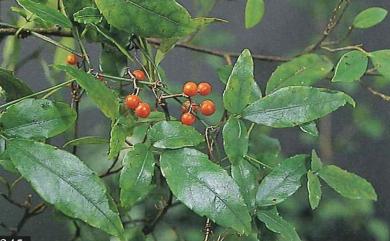 Tetrastigma formosanum (Hemsl.) Gagnep. 三葉崖爬藤