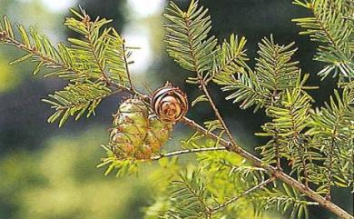 Pseudotsuga wilsoniana Hayata 臺灣黃杉