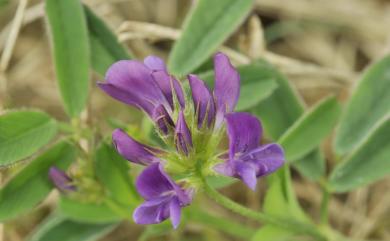 Medicago sativa 紫苜蓿