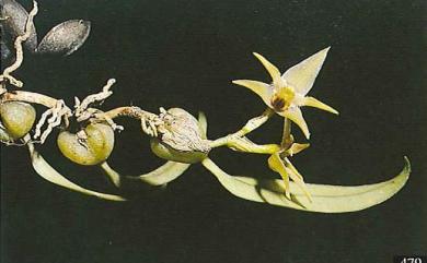 Bulbophyllum sasakii (Hayata) J.J. Verm., A. Schuit. & de Vogel 綠花寶石蘭