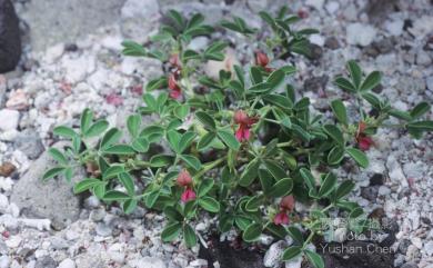 Indigofera pedicellata 長梗木藍