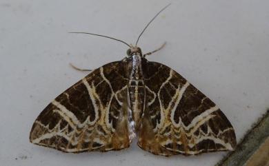 Ecliptopera delecta Butler, 1880