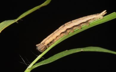 Ypthima praenubila kanonis Matsumura, 1929 巨波眼蝶北臺灣亞種