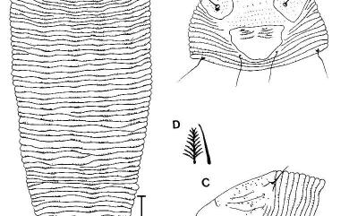 Tetrameracarus taiwanensis Huang, 2001 臺灣四背脊節蜱