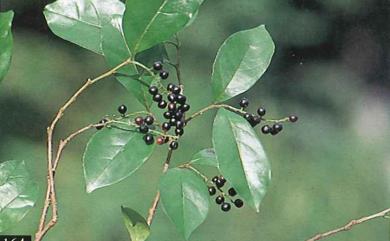 Antidesma japonicum var. acutisepalum (Hayata) Hurus. 南投五月茶