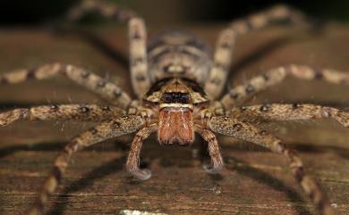 Heteropoda venatoria (Linnaeus, 1767) 白額高腳蛛