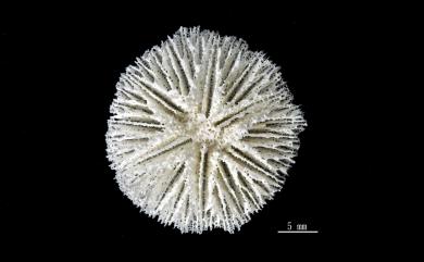 Letepsammia formosissima (Moseley, 1876) 美麗錦沙珊瑚