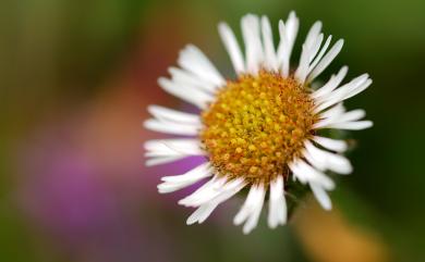 Erigeron morrisonensis var. morrisonensis 玉山飛蓬