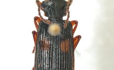 Macrocheilus bensoni Hope, 1838